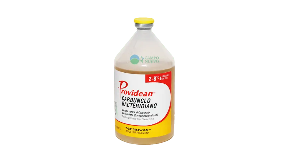 Carbunclo